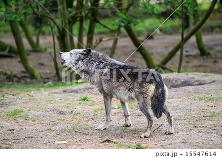 Wolf howling in nature Wolf howling in nature 15547614