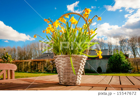 Daffodils on a table 15547672