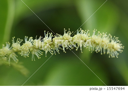 自然 植物 スダジイ 近くでみると細い穂に小さな花がいっぱいついていますの写真素材