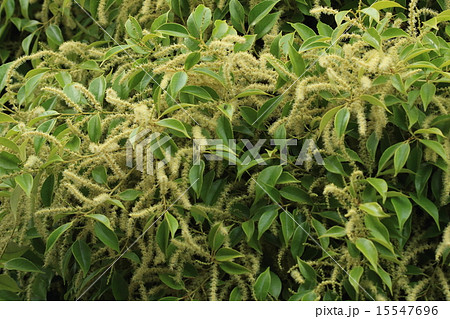 自然 植物 スダジイ 虫媒花なので満開の花の下を通ると独特の匂がしますの写真素材