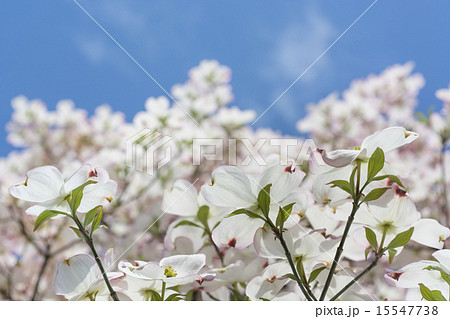 旬のハナミズキ 15547738