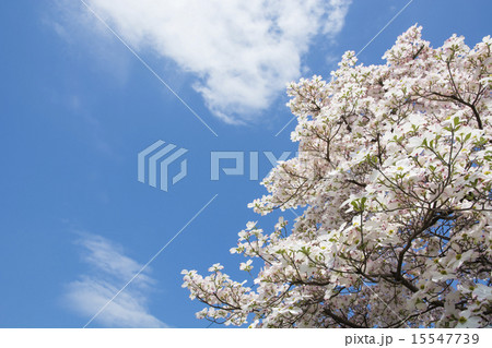 旬のハナミズキ 15547739