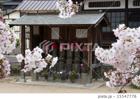 お地蔵様とさくら 15547776