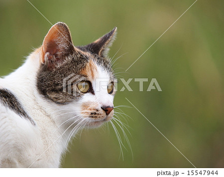 三毛猫の横顔の写真素材