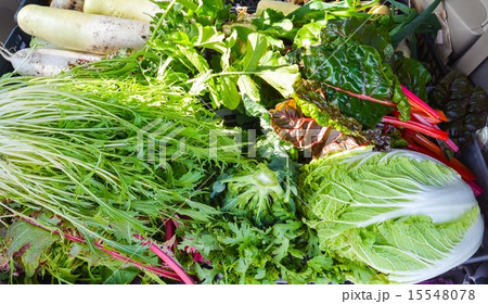 採り立て野菜 15548078