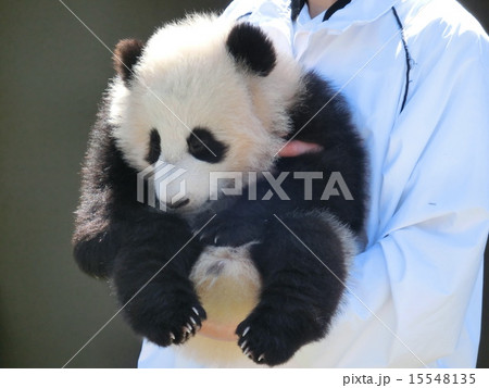 赤ちゃんパンダ 15548135