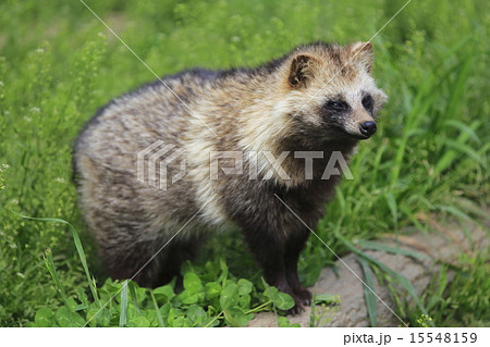 タヌキ 15548159