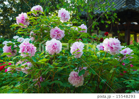 ボタン ボタン 15548293