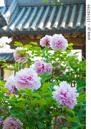 ボタン ボタン 15548294