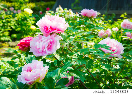 ボタン ボタン 15548333