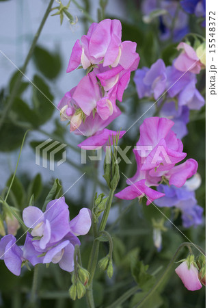 スイートピー 15548372
