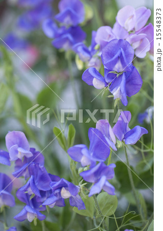 スイートピー 15548373