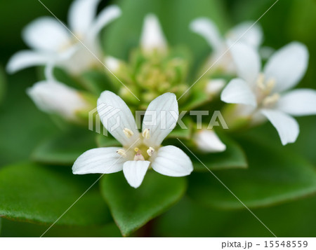 海辺のハマボッス 15548559