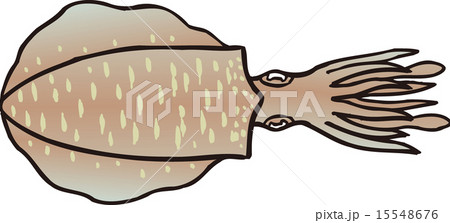 アオリイカ 15548676