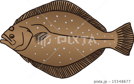 ヒラメ 15548677