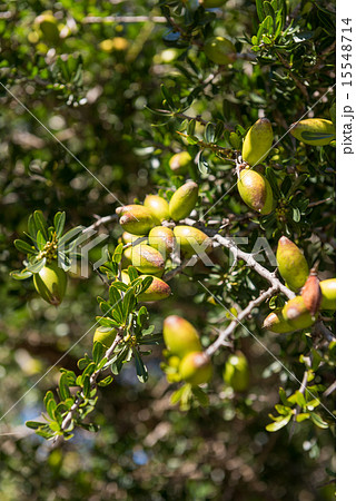 Fresh fruit of Argan tree on the branch 15548714