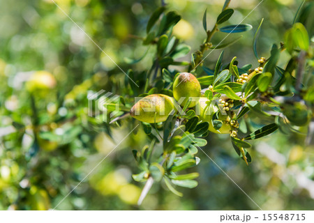 Fresh fruit of Argan tree on the branch 15548715