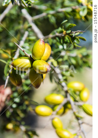 Fresh fruit of Argan tree on the branch Fresh fruit of Argan tree on the branch 15548716