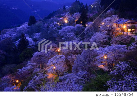 吉野山の桜 吉野山の桜 15548754