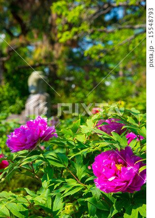 ボタン ボタン 15548793