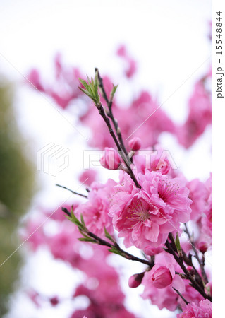 花桃 花桃 15548844