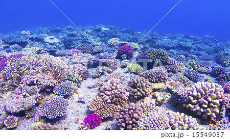珊瑚礁 15549037