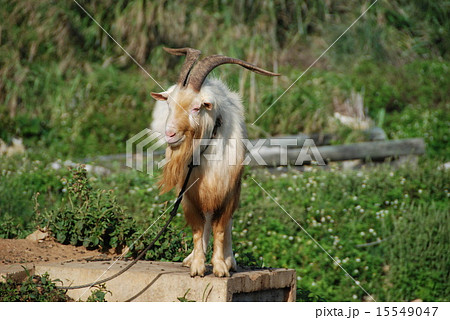 山羊 15549047