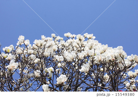 青空に花開くハクモクレン 15549380