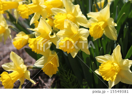黄色いラッパ水仙の群生 15549381