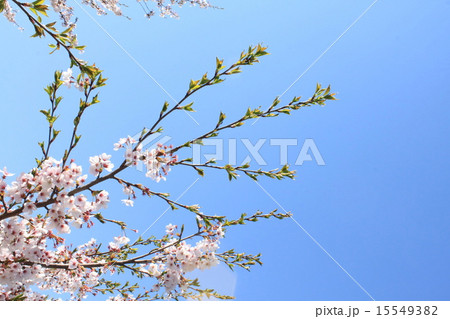 青空に咲く桜 15549382