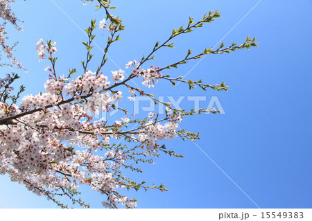 青空と桜と若葉 15549383