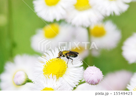 ミドリバエ ミドリバエ 15549425