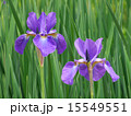 アヤメの花 15549551