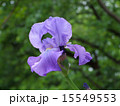 ジャーマンアイリスの花 15549553