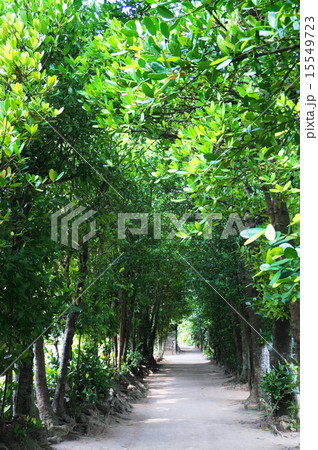 フクギ並木 15549723