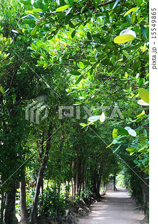 フクギ並木 フクギ並木 15549865