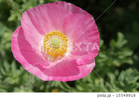 ポピー ポピー 15549918