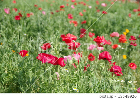 ポピー ポピー 15549920