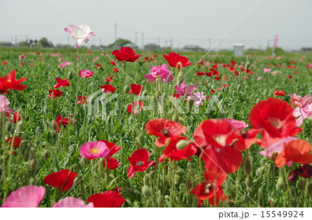 ポピー ポピー 15549924