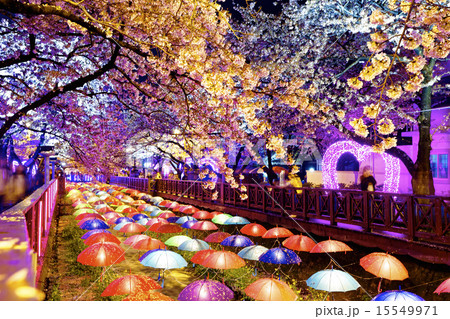 cherry blossoms at night 15549971