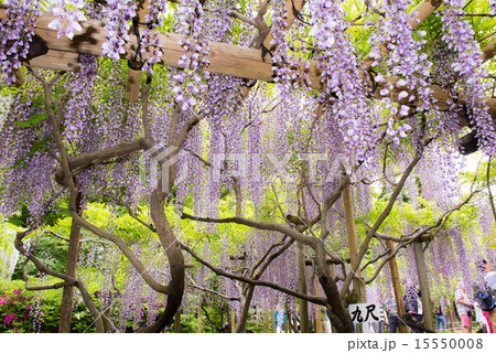 春日大社萬葉植物園 九尺藤02の写真素材