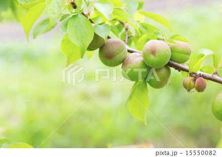 種類が細かくはわからない青梅 15550082