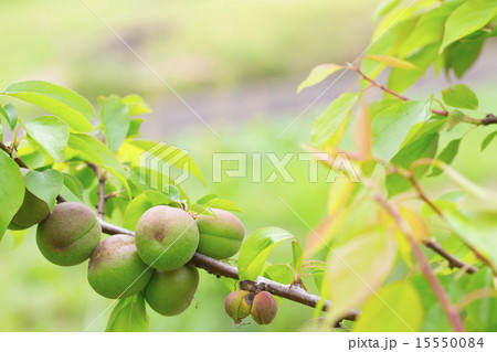 種類が細かくはわからない青梅 15550084