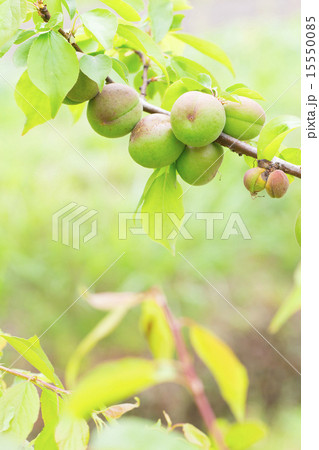 種類が細かくはわからない青梅 種類が細かくはわからない青梅 15550085