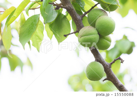 種類が細かくはわからない青梅 種類が細かくはわからない青梅 15550088