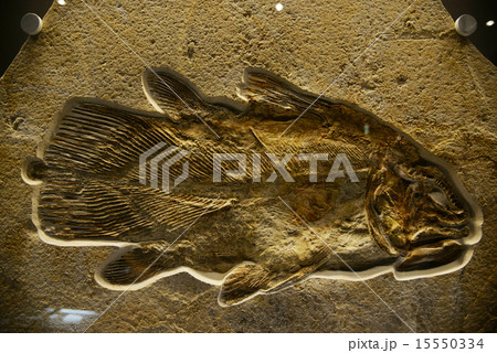 リビス　シーラカンス類　 15550334
