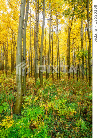 Aspen Grove in Fall 15550369