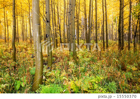 Aspen Grove in Fall 15550370