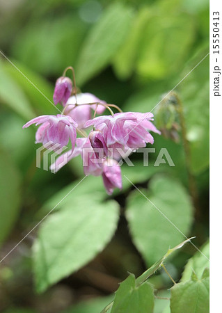 モモイロバイカイカリソウ 15550413