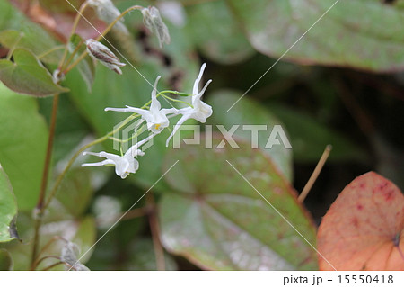 トキワイカリソウ トキワイカリソウ 15550418